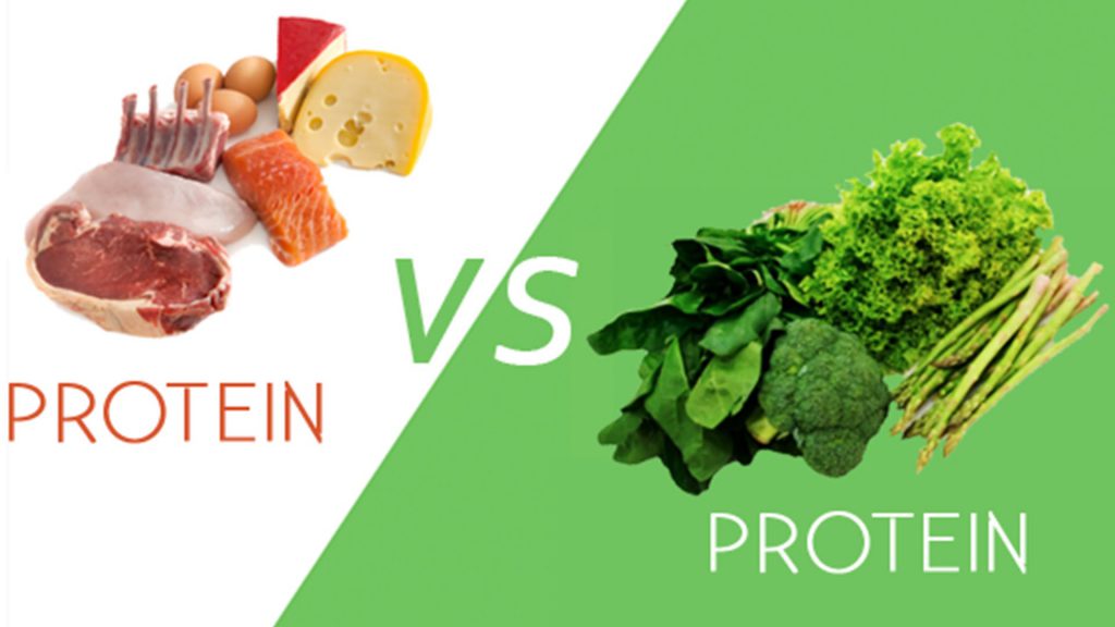 Plant Protein v/s Animal Protein What Is The Difference?